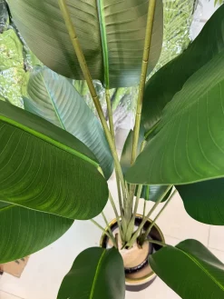 درختچه پرنده بهشتی مصنوعی 1.8 متری ارزان