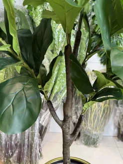 قیمت درختچه مصنوعی فیکوس لیراتا