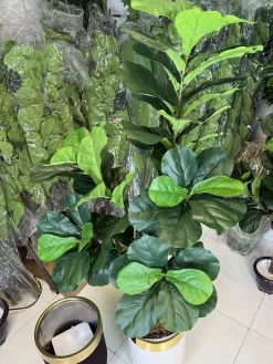 فروش درختچه فیکوس لیراتا مصنوعی 1.5 متری