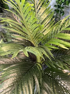 درختچه مصنوعی نخل کنتیا ارزان