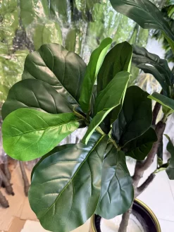 درختچه مصنوعی فیکوس لیراتا 1.7 متری ارزان