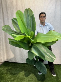 قیمت درختچه مصنوعی موز 2 متری