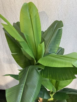 خرید درختچه مصنوعی موز