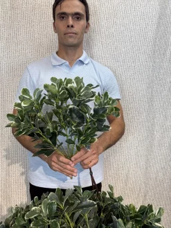 بوته مصنوعی میخک هندی