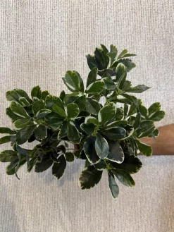 خرید بوته مصنوعی میخک هندی