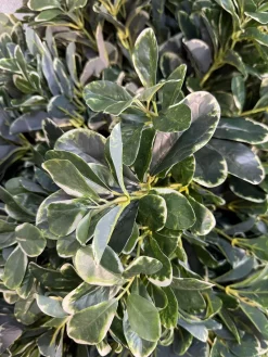 بوته مصنوعی میخک ارزان