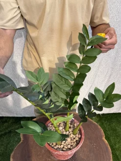 خرید درختچه مصنوعی زاموفیلیا