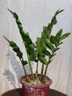 فروش درختچه مصنوعی زاموفیلیا