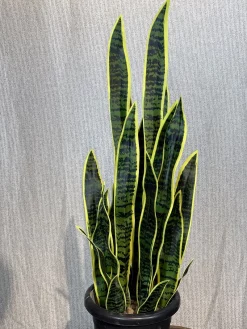 قیمت بوته مصنوعی سانسوریا 9 شاخه