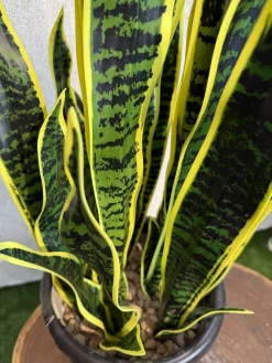 خرید بوته مصنوعی سانسوریا 9 شاخه