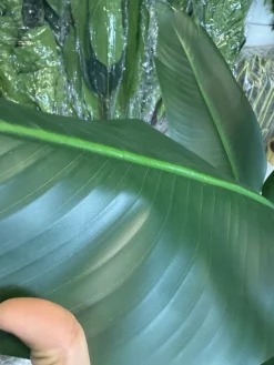 درختچه پرنده بهشتی مصنوعی 1.6 متری ارزان