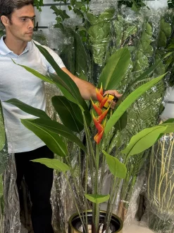 درختچه مصنوعی استرلیتزیا ارزان