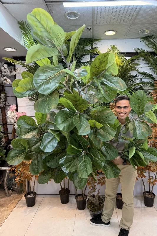 خرید درختچه مصنوعی فیکوس لیراتا