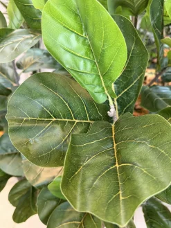 قیمت درختچه مصنوعی فیکوس لیراتا 2.2 متری