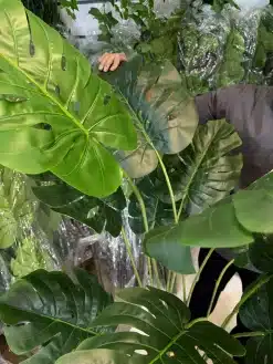 قیمت درختچه مصنوعی برگ انجیری 1.6 متری