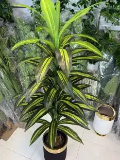 قیمت درختچه مصنوعی دراسینا ابلق 1.8 متری