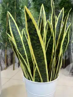 خرید گل مصنوعی سانسوریا 90 سانتی