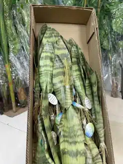 فروش گل مصنوعی سانسوریا 40 سانتی