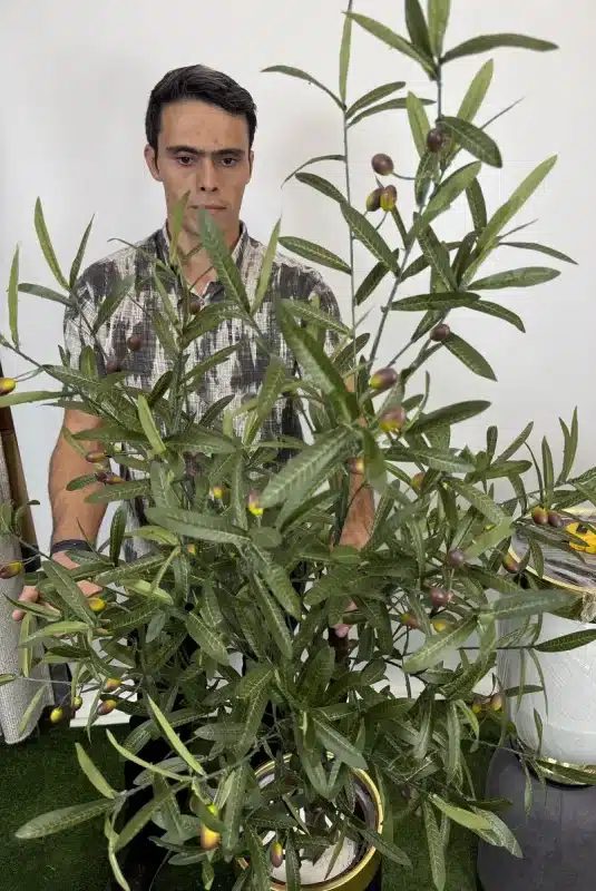 درختچه مصنوعی زیتون ارزان