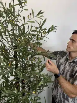 خرید درختچه مصنوعی زیتون 2 متری