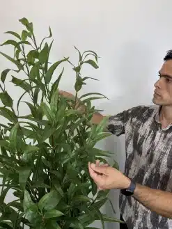 درختچه مصنوعی بید قرمز ارزان
