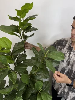 خرید درختچه مصنوعی فیکوس لیراتا 1.8 متری
