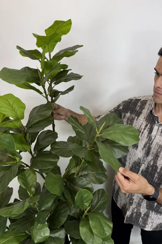 خرید درختچه مصنوعی فیکوس لیراتا 1.8 متری