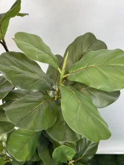 قیمت درختچه مصنوعی فیکوس لیراتا