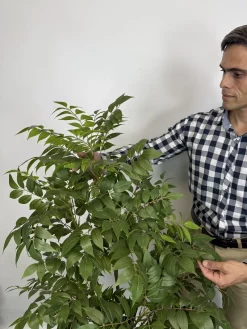 خرید درختچه مصنوعی اقاقیا 160 سانتی