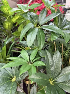 قیمت درختچه مصنوعی پاچیرا 1.6 متری