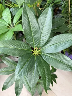 درختچه مصنوعی پاچیرا 1.6 متری ارزان