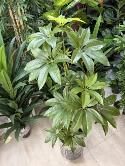 قیمت درختچه مصنوعی پاچیرا 1.5 متری