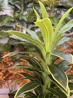 قیمت درختچه مصنوعی دراسینا بلالی 1.6 متری