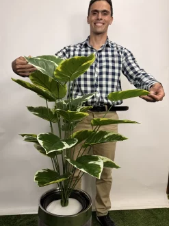 درختچه مصنوعی پتوس ابلق یک متری