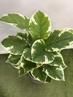 خرید درختچه مصنوعی پتوس ابلق