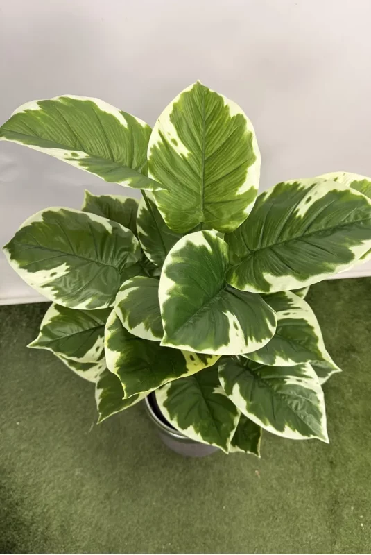 خرید درختچه مصنوعی پتوس ابلق