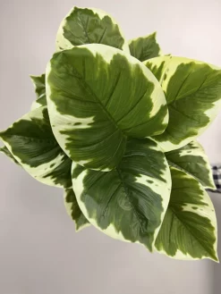 قیمت درختچه مصنوعی پتوس ابلق یک متری