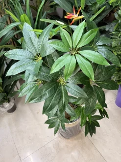 خرید درختچه مصنوعی پاچیرا 1.2 متری