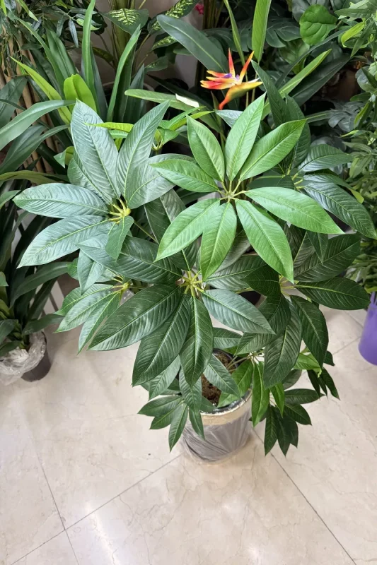 خرید درختچه مصنوعی پاچیرا 1.2 متری