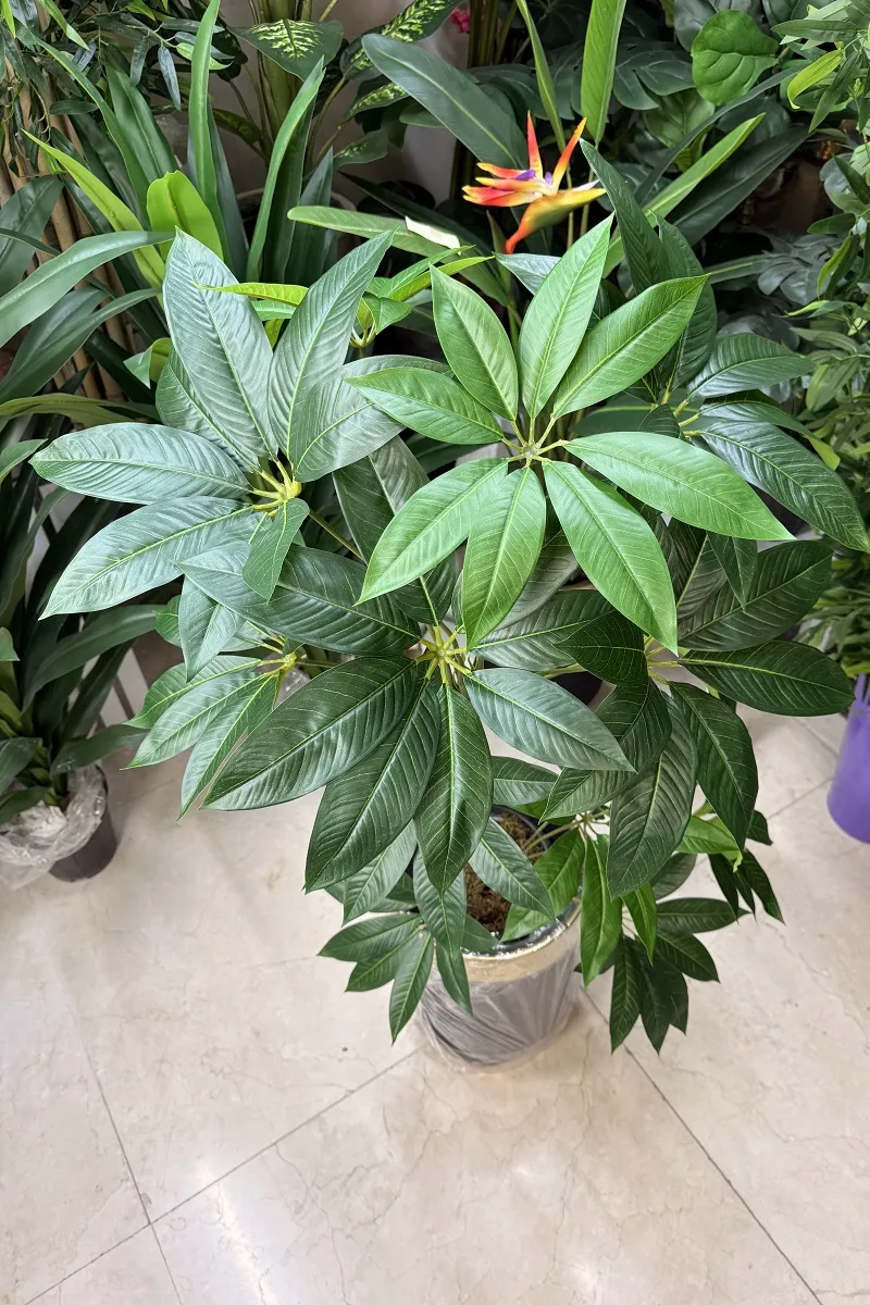 خرید درختچه مصنوعی پاچیرا 1.2 متری