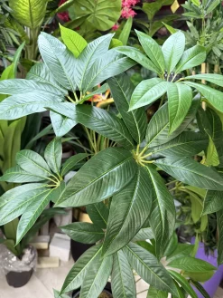 قیمت درختچه مصنوعی پاچیرا 1.2 متری