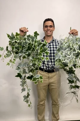 ریسه برگ مصنوعی پاپیتال ابلق یک متری