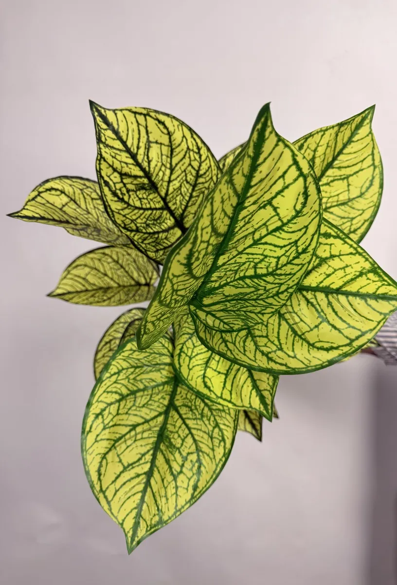 فروش بوته مصنوعی سینگونیوم یک متری