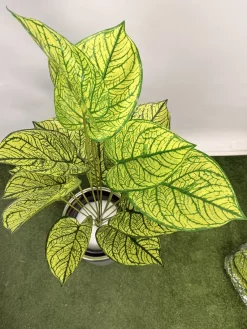 خرید بوته مصنوعی سینگونیوم یک متری