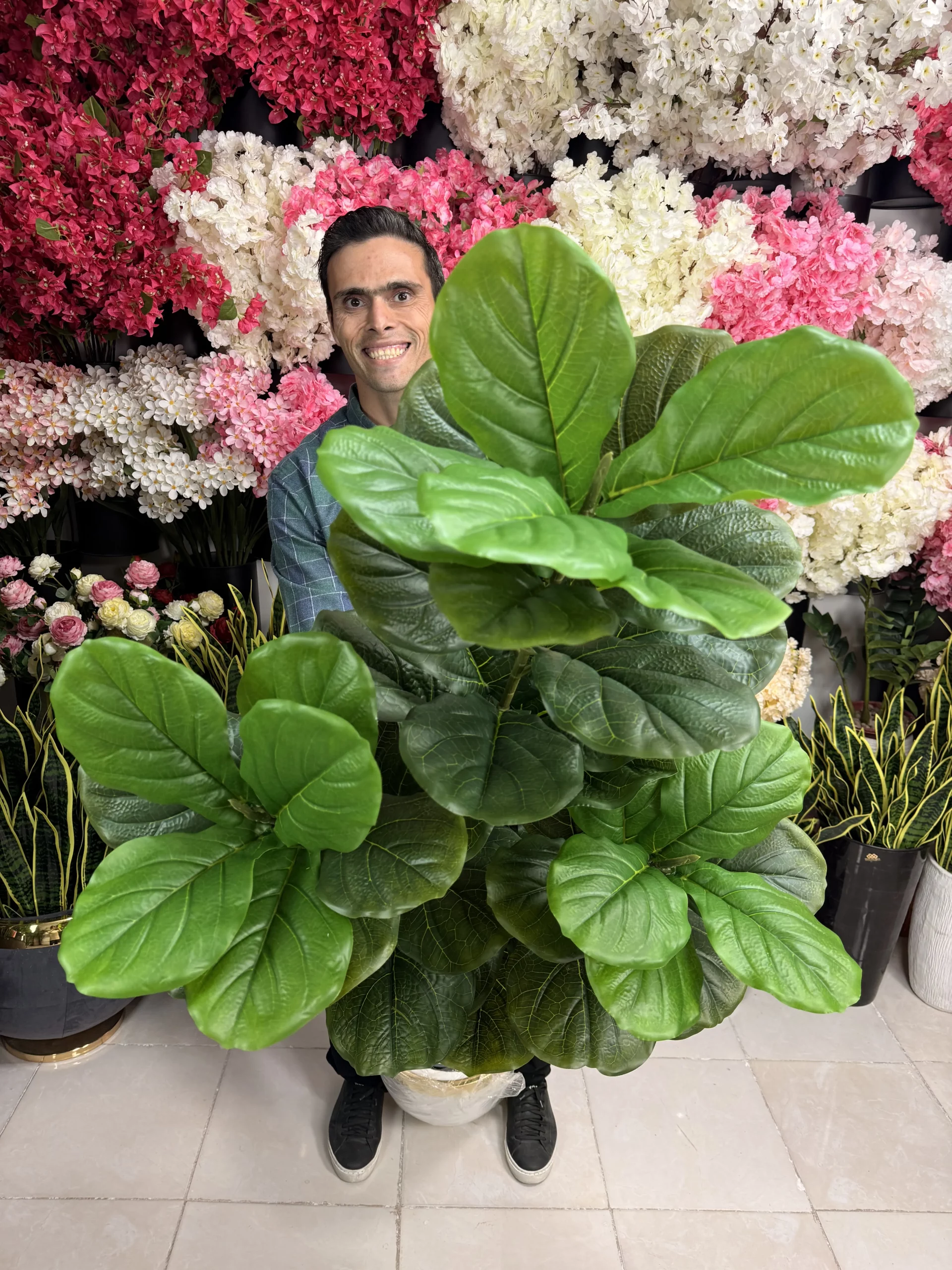 ابعاد و مقیاس درختچه لیراتا ۱۷۰ سانتی