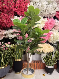 تنه پوست ماری درختچه لیراتا