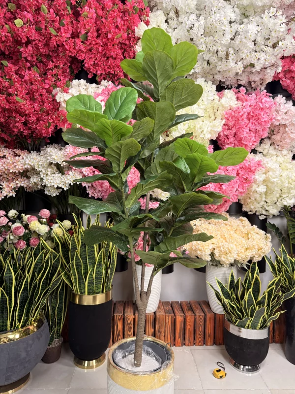 تنه پوست ماری درختچه لیراتا