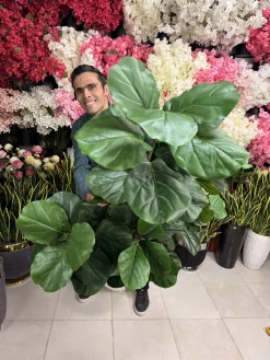 ابعاد و مقیاس درختچه لیراتا ۱۷۰ سانتی