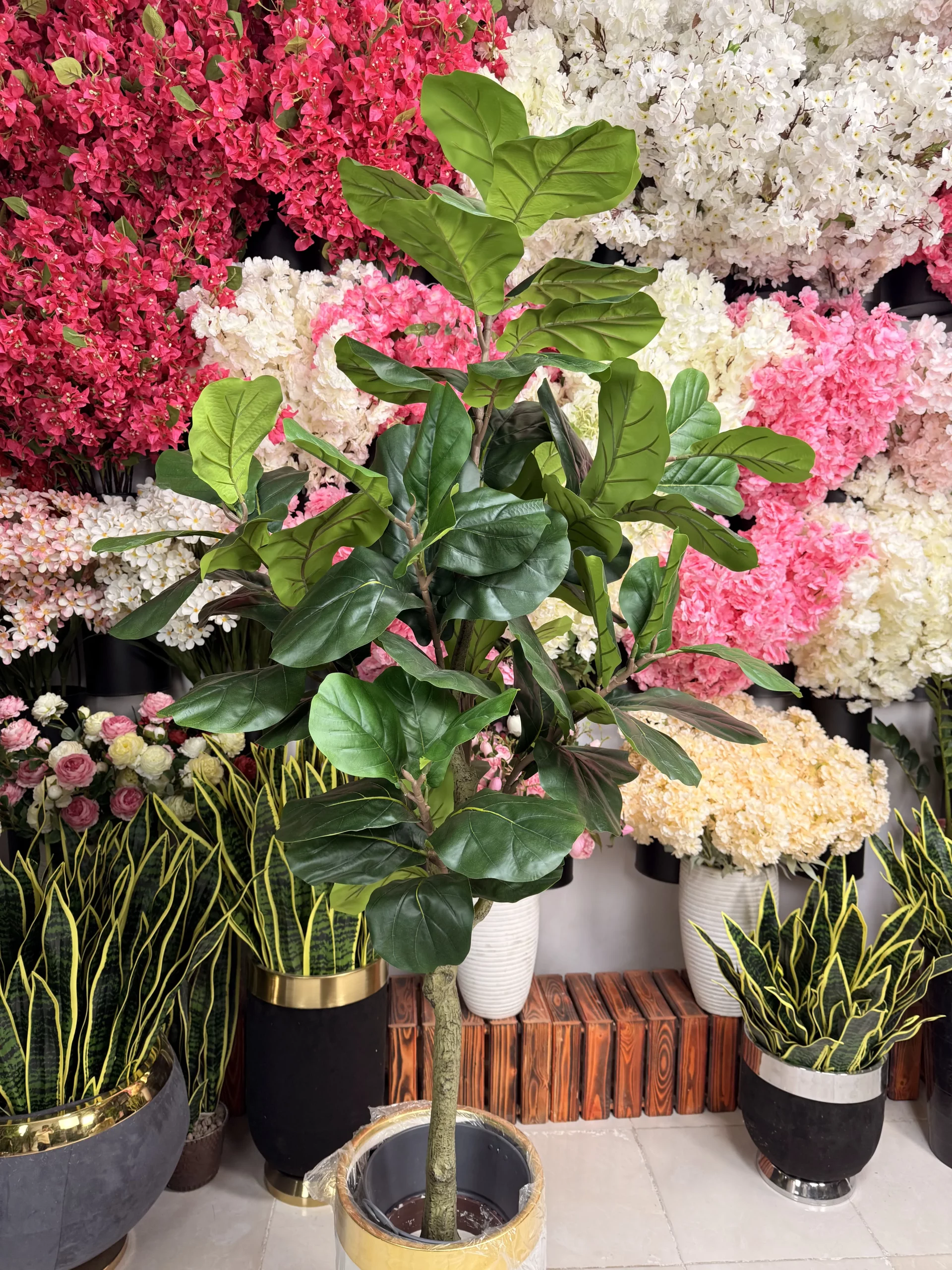 برگهای پهن لیراتا پوست ماری