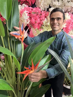 چیدمان درختچه استرلیتزیا در دکوراسیون منزل